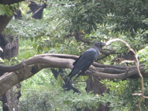 Un corvo Giapponese pronto a divorare gli impreparati