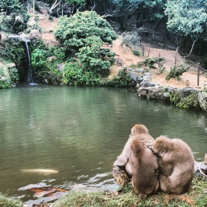 Snow Monkeys...Che boss
