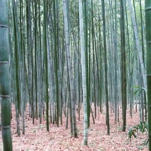 La foresta di bambù